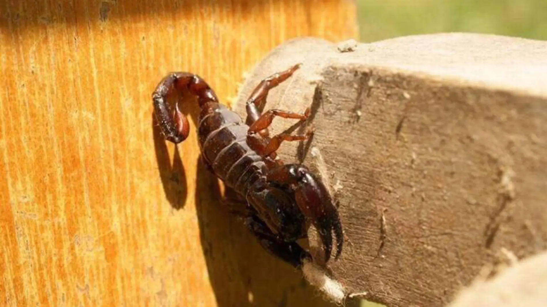 Alacranes en Mazatlan 1